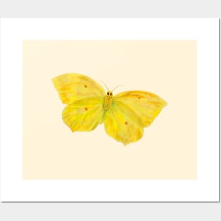 Yellow Butterfly Common Brimstone, Gonepteryx rhamni, flying Illustration Posters and Art